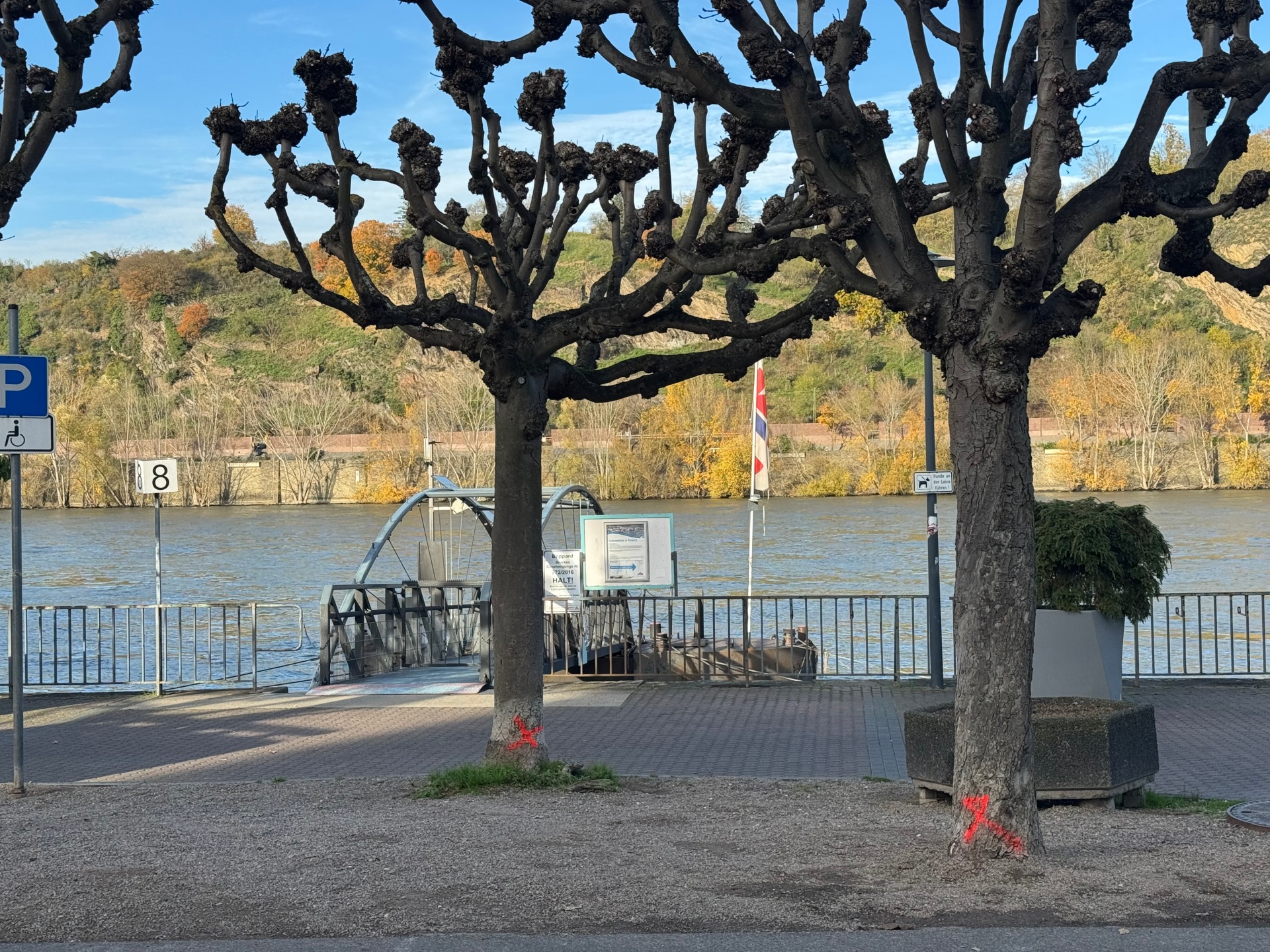 Die Markierungen kennzeichnen die zu verpflanzenden Bäume in der Bopparder Rheinallee. 