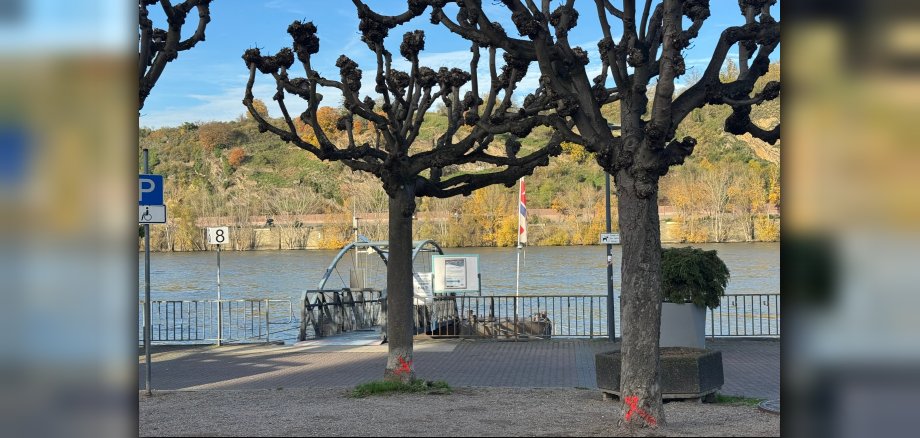 Die Markierungen kennzeichnen die zu verpflanzenden Bäume in der Bopparder Rheinallee. Die Markierungen kennzeichnen die zu verpflanzenden Bäume in der Bopparder Rheinallee.