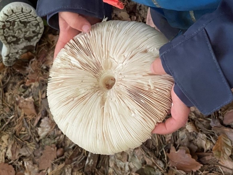Die Lamellen der Pilze fühlen sich wie zarte Buchseiten an. 