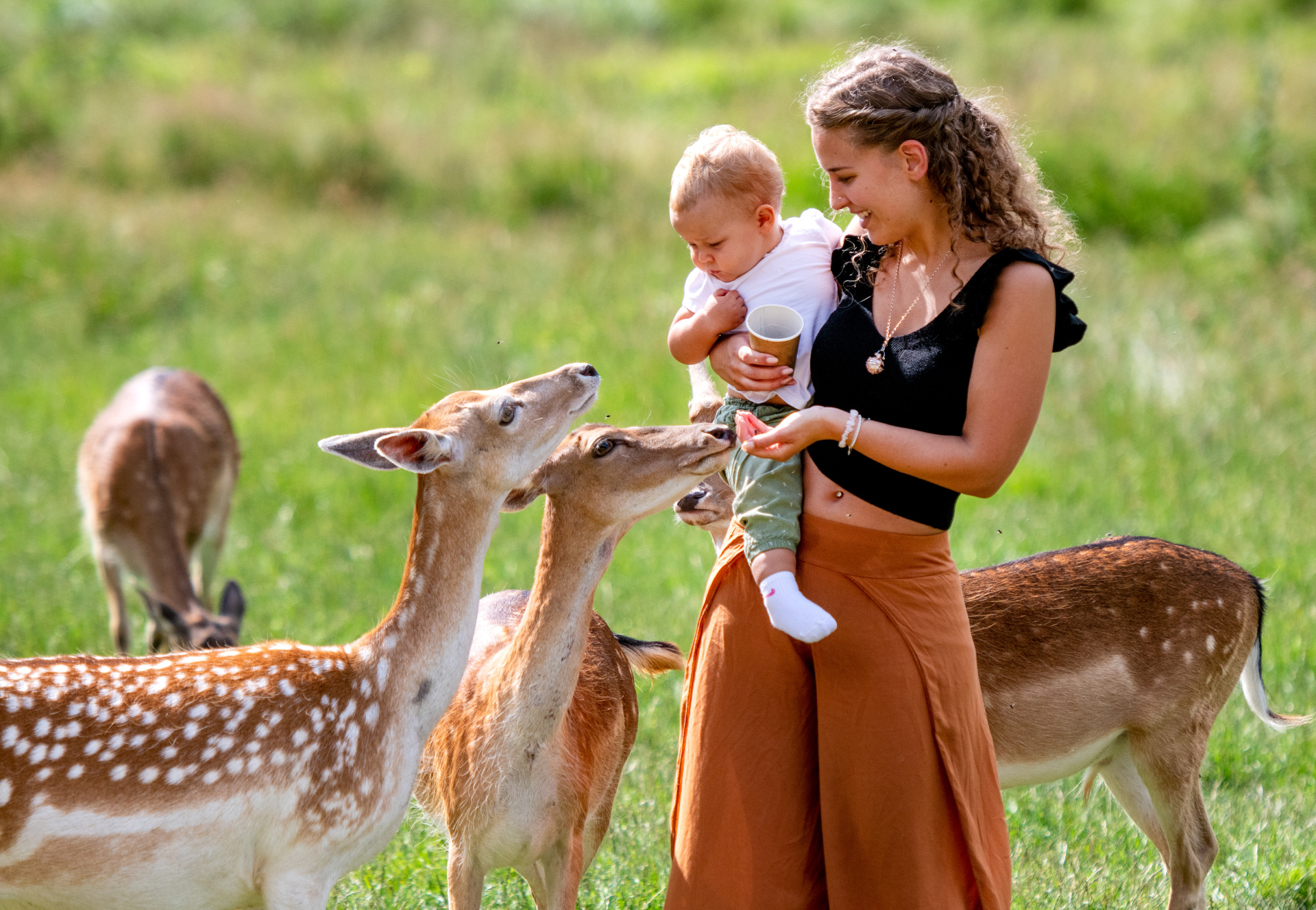 Ein beliebtes Ausflugsziel für Familien: Im Tierpark Rheinböllen gibt es ab sofort mit der Bopparder GästeKarte 10 Prozent Ermäßigung. 