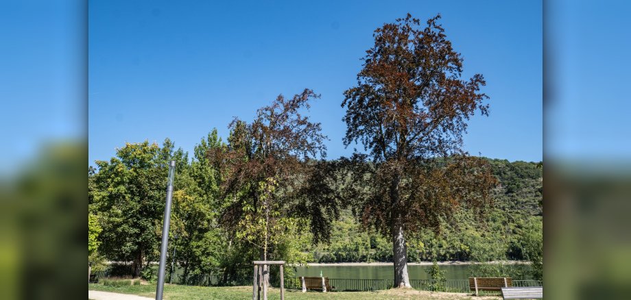 Eine Buche (rechts) am Mehrgenerationenpark weist so starken Pilzbefall auf, dass sie nicht mehr standsicher ist und entfernt werden muss. 