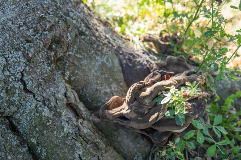 Am Stammfuß der Buche hat ein Sachverständiger an zwei Stellen Riesenporlinge festgestellt. Dieser Pilz zerstört innerhalb kurzer Zeit das tragende Holz und führt zum Verlust der Stabilität.