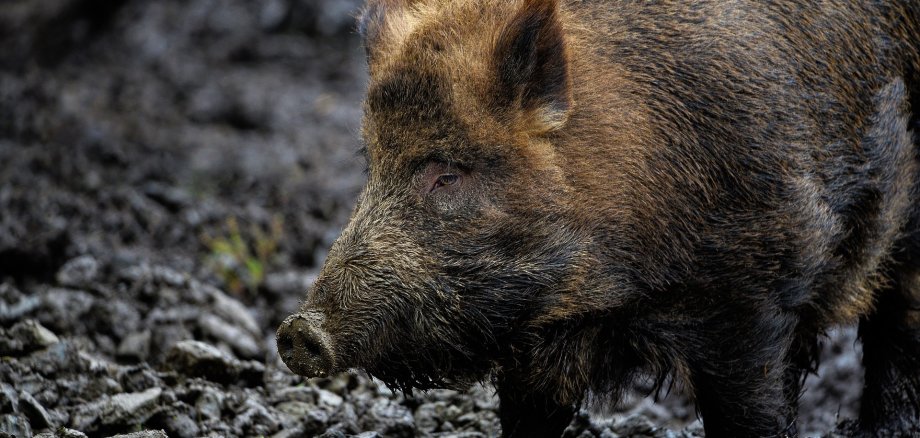 Das Bild zeigt ein Wildschwein. Wildschweine drängen in Deutschland immer häufiger in bebaute Gebiete vor. Auch in Boppard-Buchenau ist dies schon seit Jahren ein Problem.