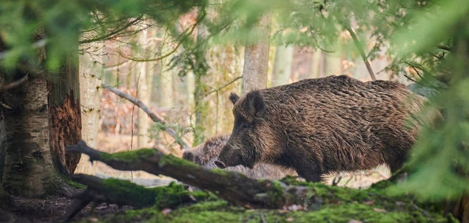 Dass es Wildschweine gern mal in Siedlungen verschlägt, ist bekannt. Auch in Boppard-Buchenau gehen Wildschweine, wie die Tiere auf unserem Symbolfoto, auf Nahrungssuche. 