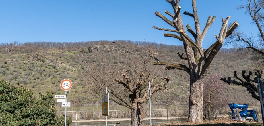 Das Foto zeigt die vom Zunderschwamm befallene Schwarzpappel in der Rheinallee in Boppard. Um den Baum zu erhalten, war ein Rückschnitt der Krone erforderlich. 