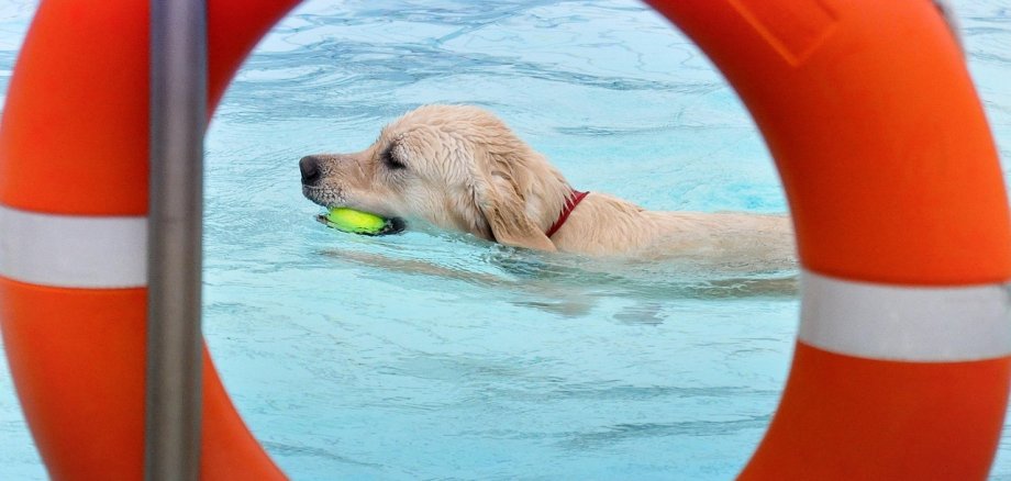 Zum Saisonabschluss dürfen im Thermalfreibad Boppard auch die Vierbeiner ins Wasser. 