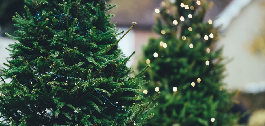 Das Team vom Forstrevier Boppard II bietet Weihnachtsbäume aus dem Naturland-zertifizierten Stadtwald an (Symbolbild).