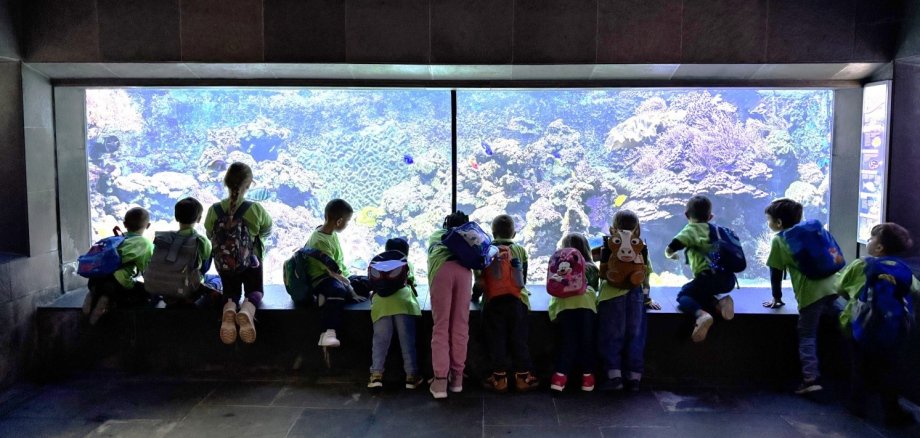 Zum Abschluss ihres Projekts „Meerestiere und Unterwasserwelt“ haben die Vorschulkinder der Kita Weiler das Aquarium des Kölner Zoos besucht. 