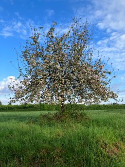 Baum