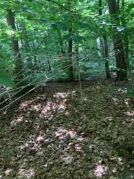 Aufgespanntes Netz in einem Wald