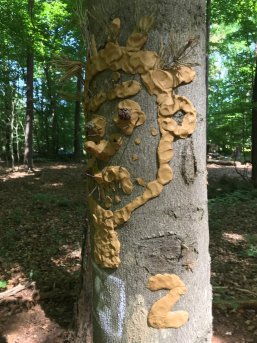 Baum mit einem Gesicht