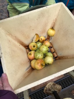 Äpfel