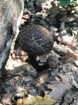 Pilz