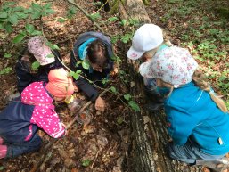 Kinder untersuchen den Waldboden