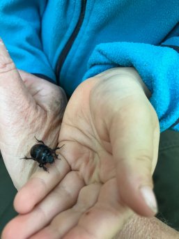 Käfer auf einer Hand