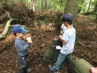 Kinder beim spielen im Wald