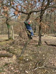 Kind beim klettern im Wald