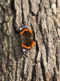 Schmetterling
