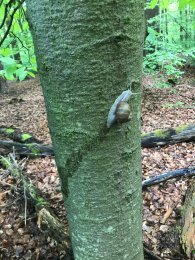 Schnecke am Baum