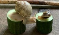 Schnecken auf Gurkenstücken