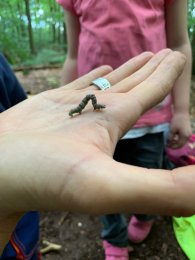 Raupe auf einer Hand