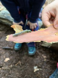 Raupe auf einem Stück Holz
