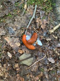 Nacktschnecken