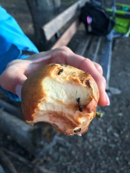 Ameisen auf einem Apfel