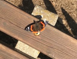 Schmetterling