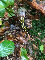 Feuersalamander