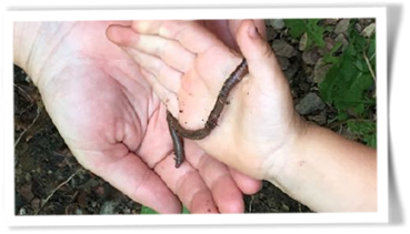 Wurm auf zwei Händen