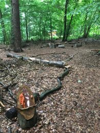 Waldstück mit Laub