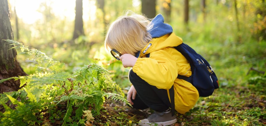 Preschooler boy is exploring nature with magnifying glass. Little child is looking on leaf of fern with magnifier. Summer vacation for inquisitive kids in forest. Hiking.