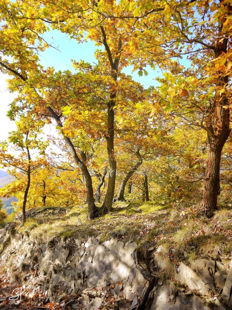 Waldbaden in Boppard. Das Foto zeigt eine Waldansicht.