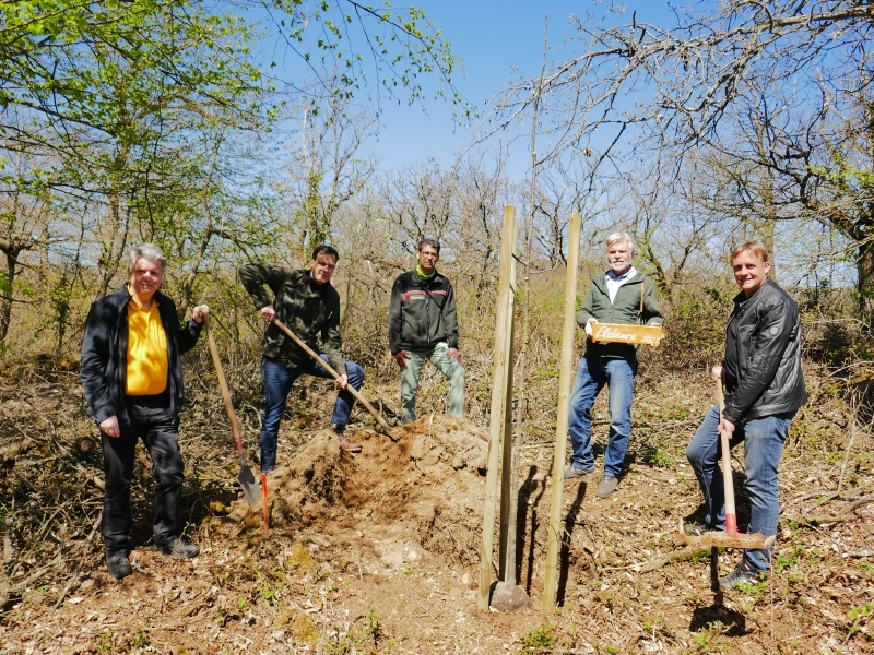 Zukunftsbaum Elsbeere wächst in Boppard