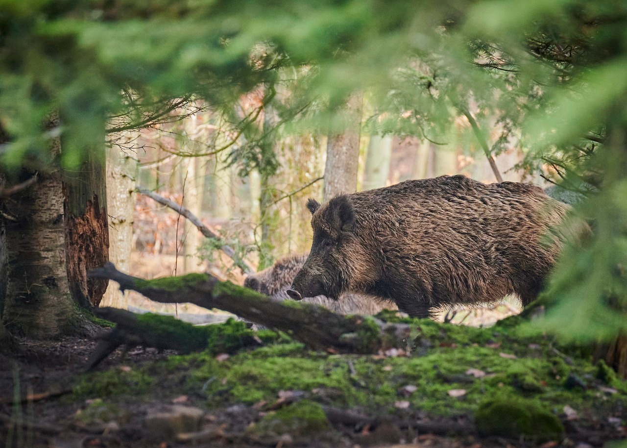 Dass es Wildschweine gern mal in Siedlungen verschlägt, ist bekannt. Auch in Boppard-Buchenau gehen Wildschweine, wie die Tiere auf unserem Symbolfoto, auf Nahrungssuche. 