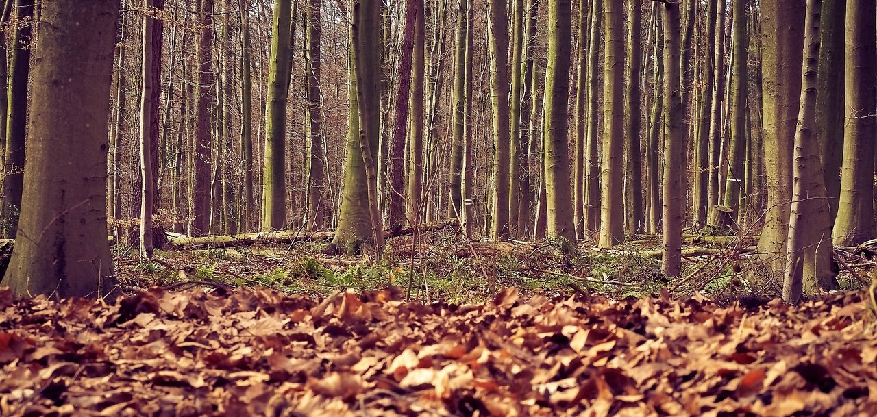 Die öffentliche Sitzung des Ausschusses für Umweltschutz, Forst- und Landwirtschaft beginnt am Samstag, 28. Oktober 2023, um 10 Uhr mit einer Ortsbegehung im Bopparder Forst.