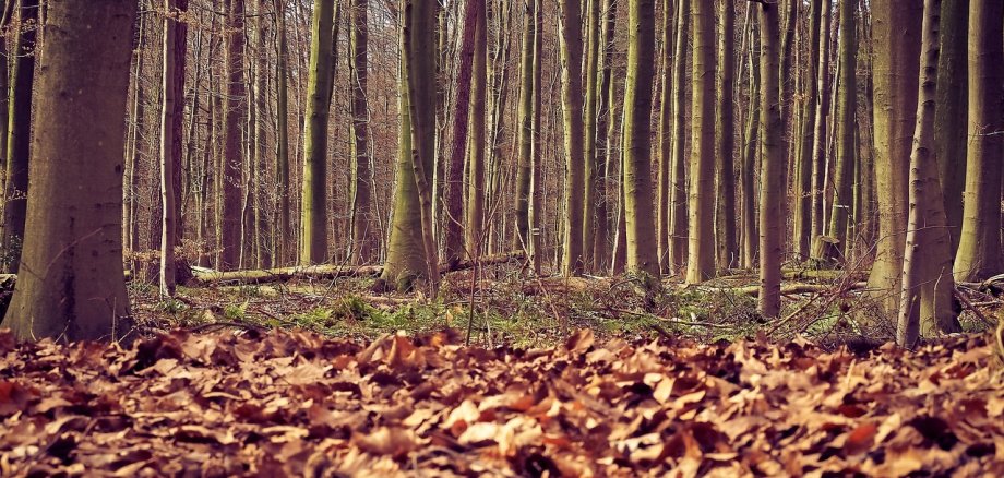 Die öffentliche Sitzung des Ausschusses für Umweltschutz, Forst- und Landwirtschaft beginnt am Samstag, 28. Oktober 2023, um 10 Uhr mit einer Ortsbegehung im Bopparder Forst.