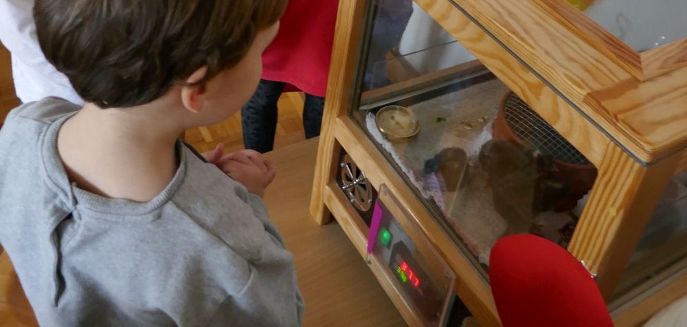 Die Kinder der Kita in Boppard-Weiler waren fasziniert von den frisch geschlüpften Küken im Schaubrüter. Sie konnten beobachten, wie die Küken größer wurden, Flügel bekamen und sich das Gefieder verfärbte. 