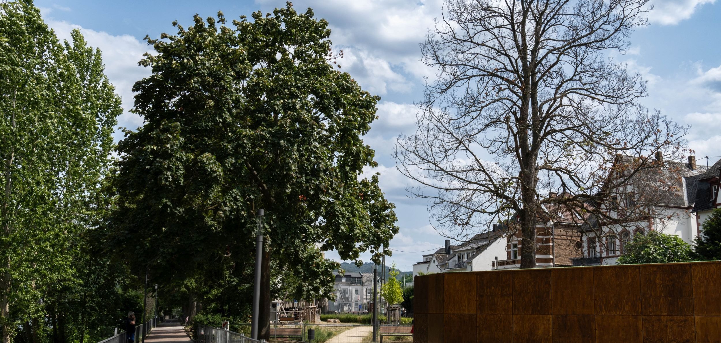 Der Ahorn (rechts) an der Skateranlage trägt kaum noch Laub. Er ist von der Rußrindenkrankheit befallen und muss in den kommenden Tagen gefällt werden. 