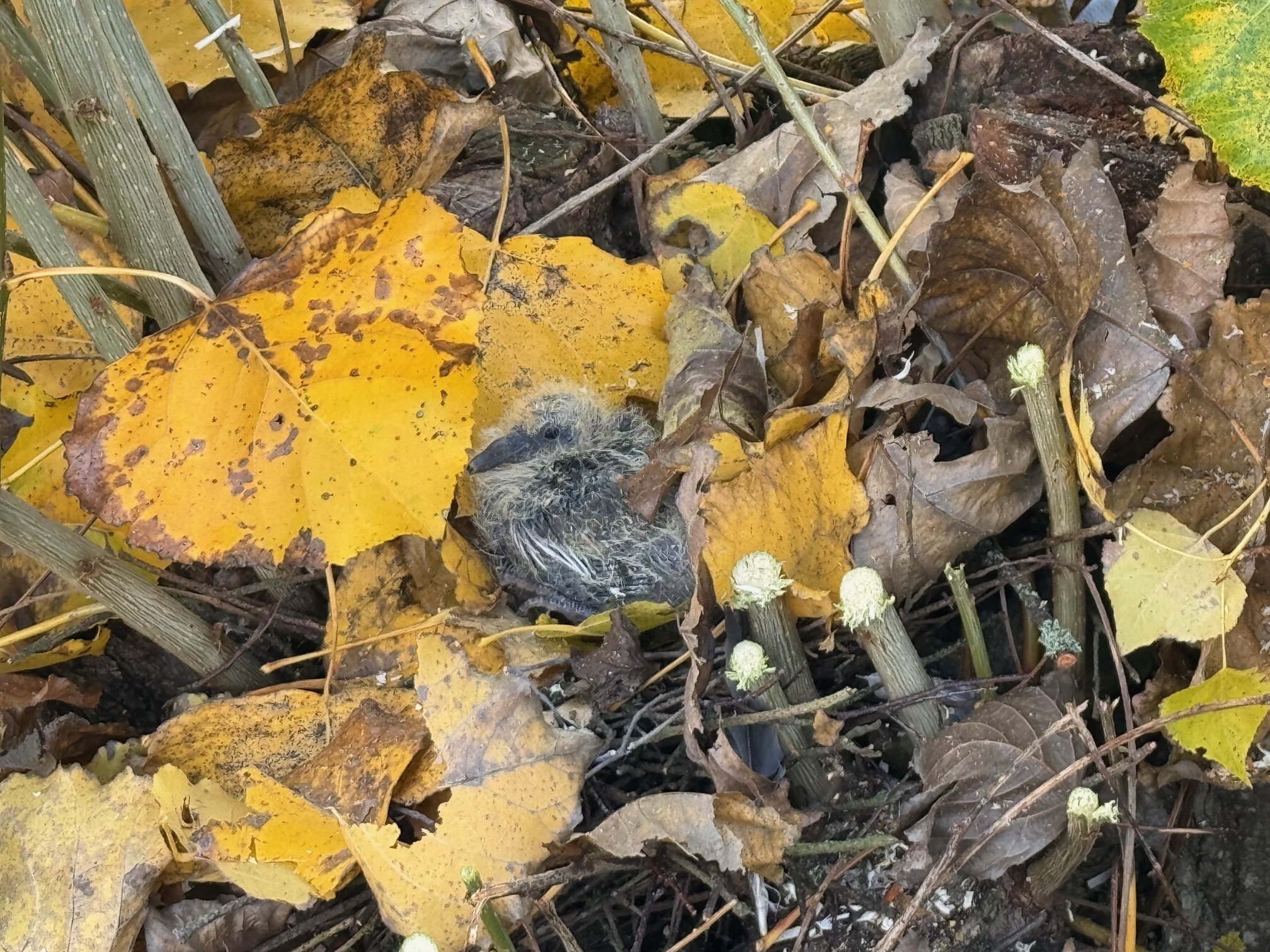 In einer Pappel wurde bei Baumpflegemaßnahmen ein Nest entdeckt, das noch bewohnt ist von einem Taubenküken. Diese bekommt man nicht allzu oft zu sehen, da sie zu den Vogeljungen gehören, die am längsten im sicheren Nest verweilen. Die Stadt Boppard wird die Baumpflegearbeiten an dieser Stelle erst fortsetzen lassen, wenn das Jungtier ausgeflogen ist. 