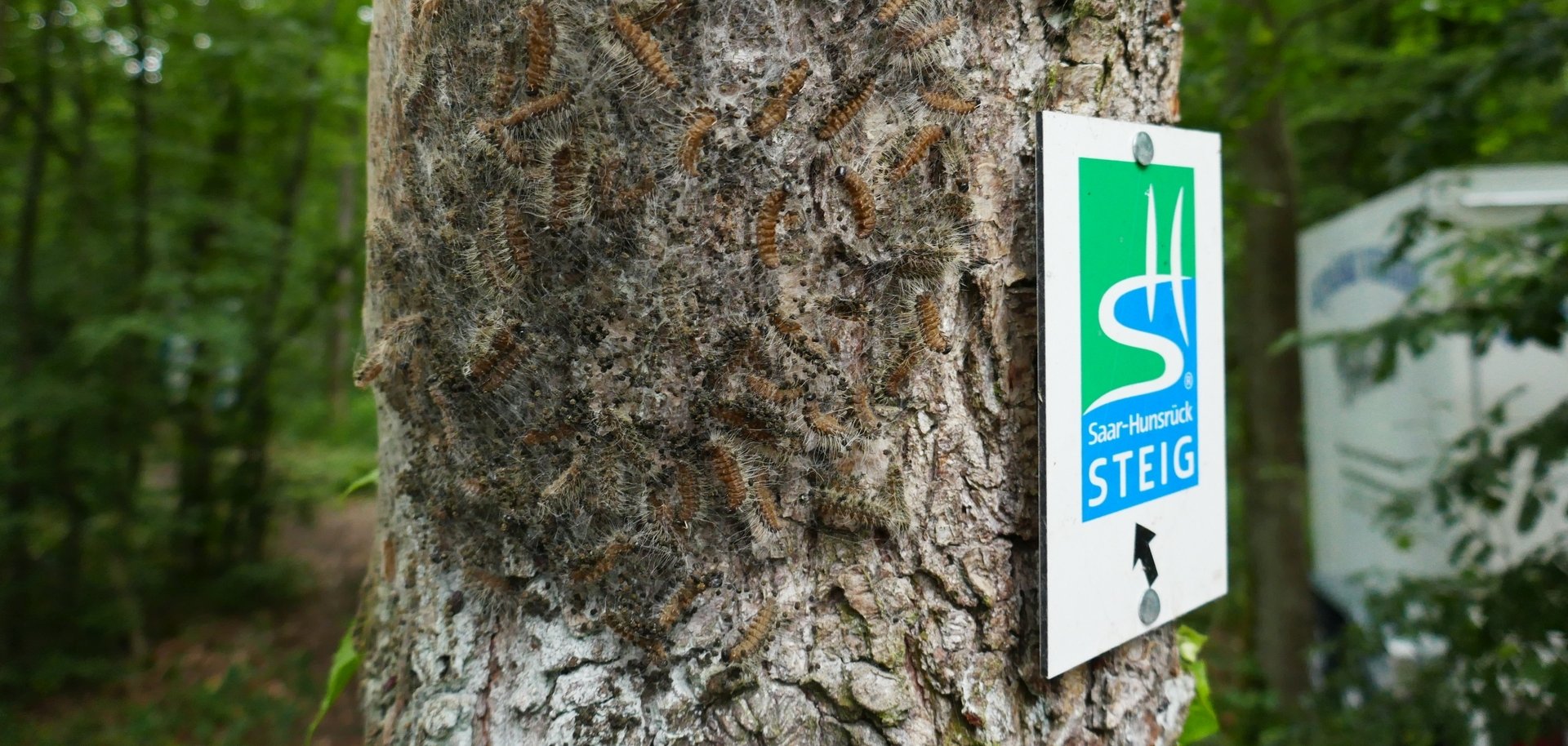 Die Raupe des Eichenprozessionsspinners hat giftige Brennhaare. Selbst wenn die Raupe schon verpuppt oder der Falter am Fliegen ist, sind die Nester noch gefährlich: Man sollte sie auf keinen Fall berühren. 