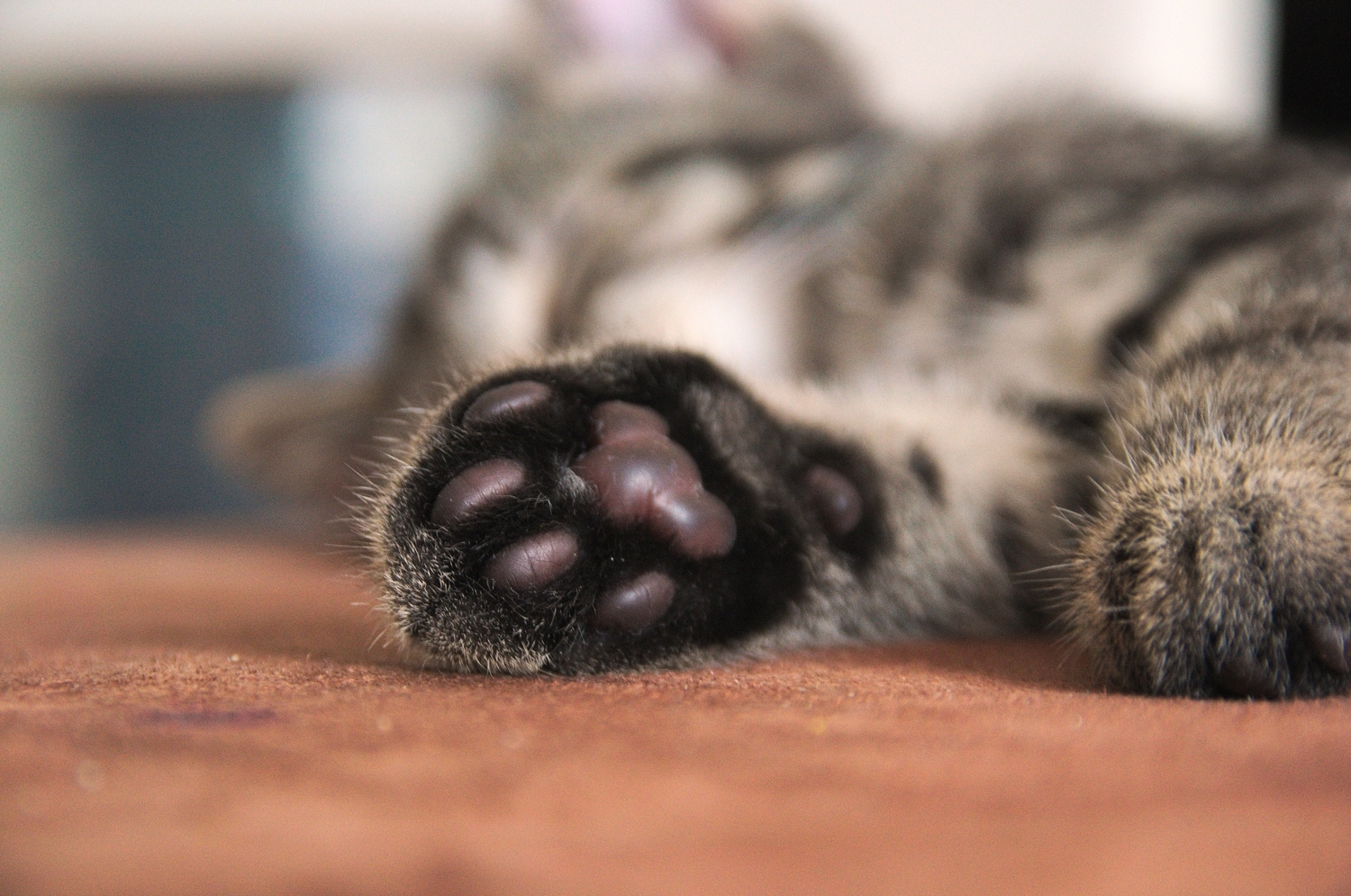 In der Parkstraße in Boppard wurde eine Katze gefunden. Hinweis: Bei unserem Bild handelt es sich um ein Symbolbild, das nicht die betreffende Fundkatze zeigt.