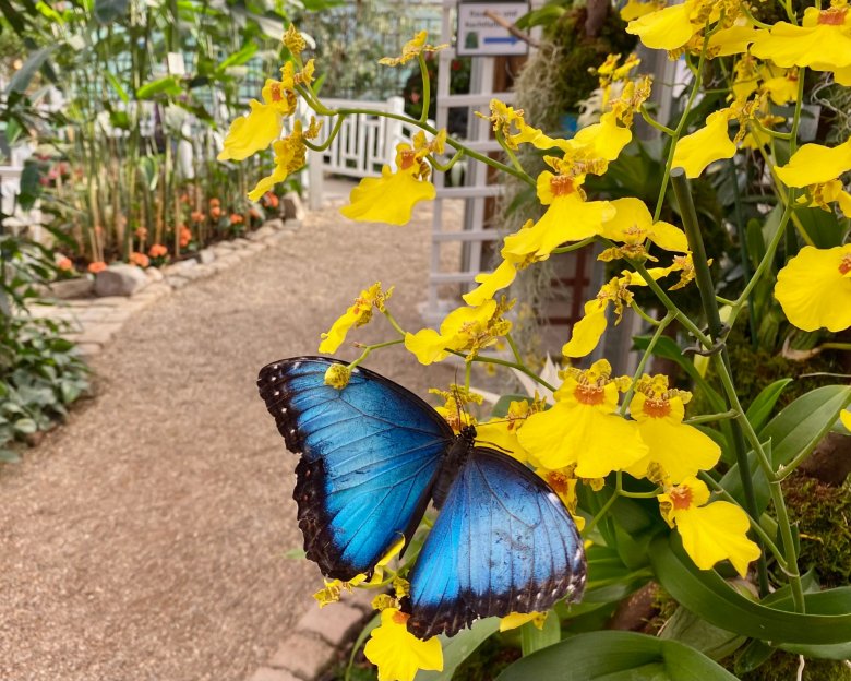 Im Garten der Schmetterlinge in Bendorf-Sayn können Hunderte exotische Falter bewundert werden. Mit der Bopparder GästeKarte wird für Einzelpersonen der Gruppenrabatt gewährt.