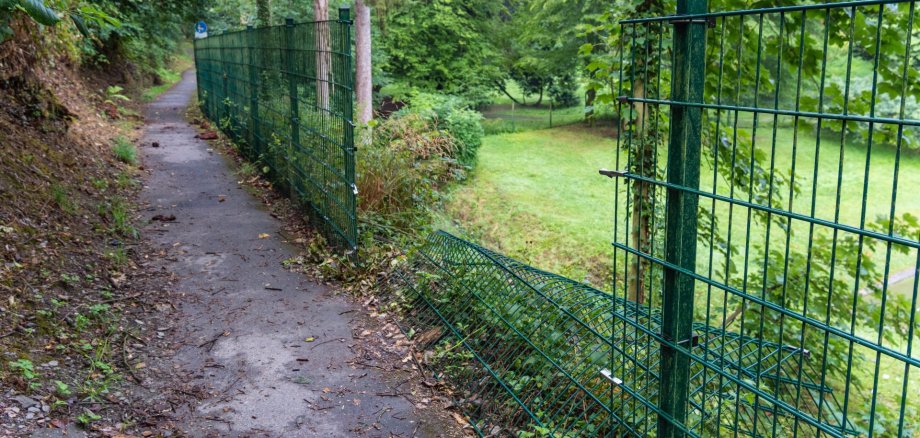Vor Kurzem ist bereits ein Baum aus der Hanglage auf den Fußweg gestürzt und hat den Zaun an der Realschule Marienberg beschädigt. 