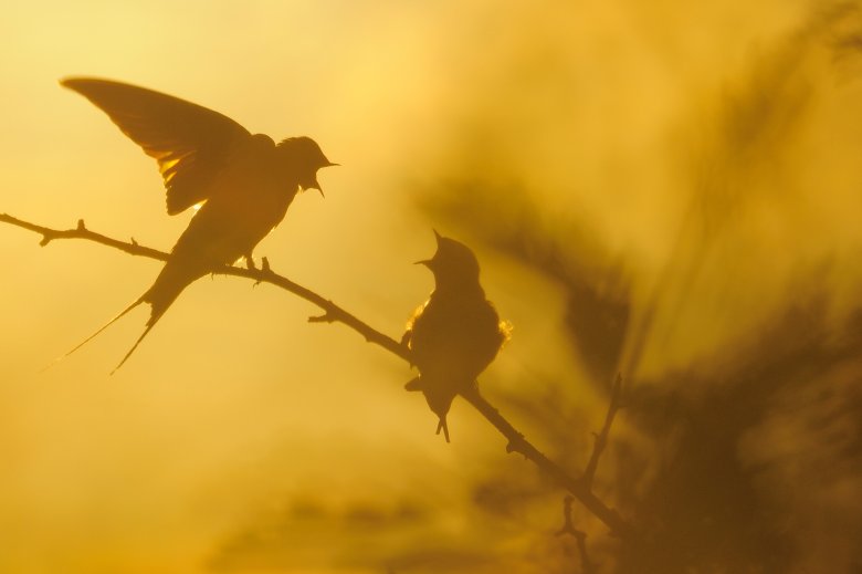 Kurzer Streit. Kurzer Streit.