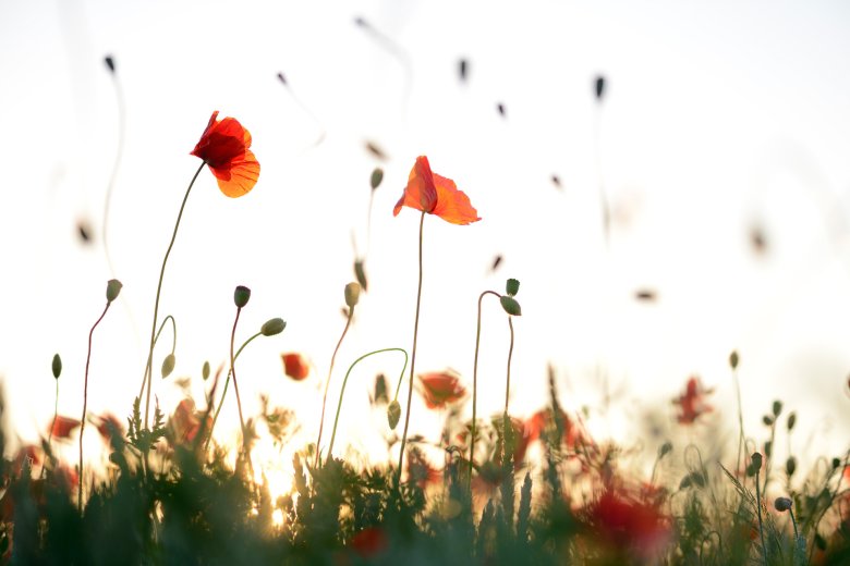 Sommertanz. Sommertanz.