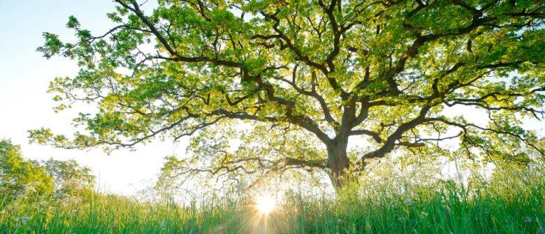 Wo Eichen Geschichten erzählen. Wo Eichen Geschichten erzählen.