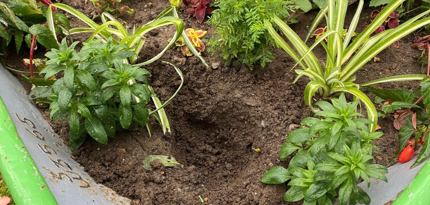 Fehlende Bananenpflanze in der Ome-Anlage. 