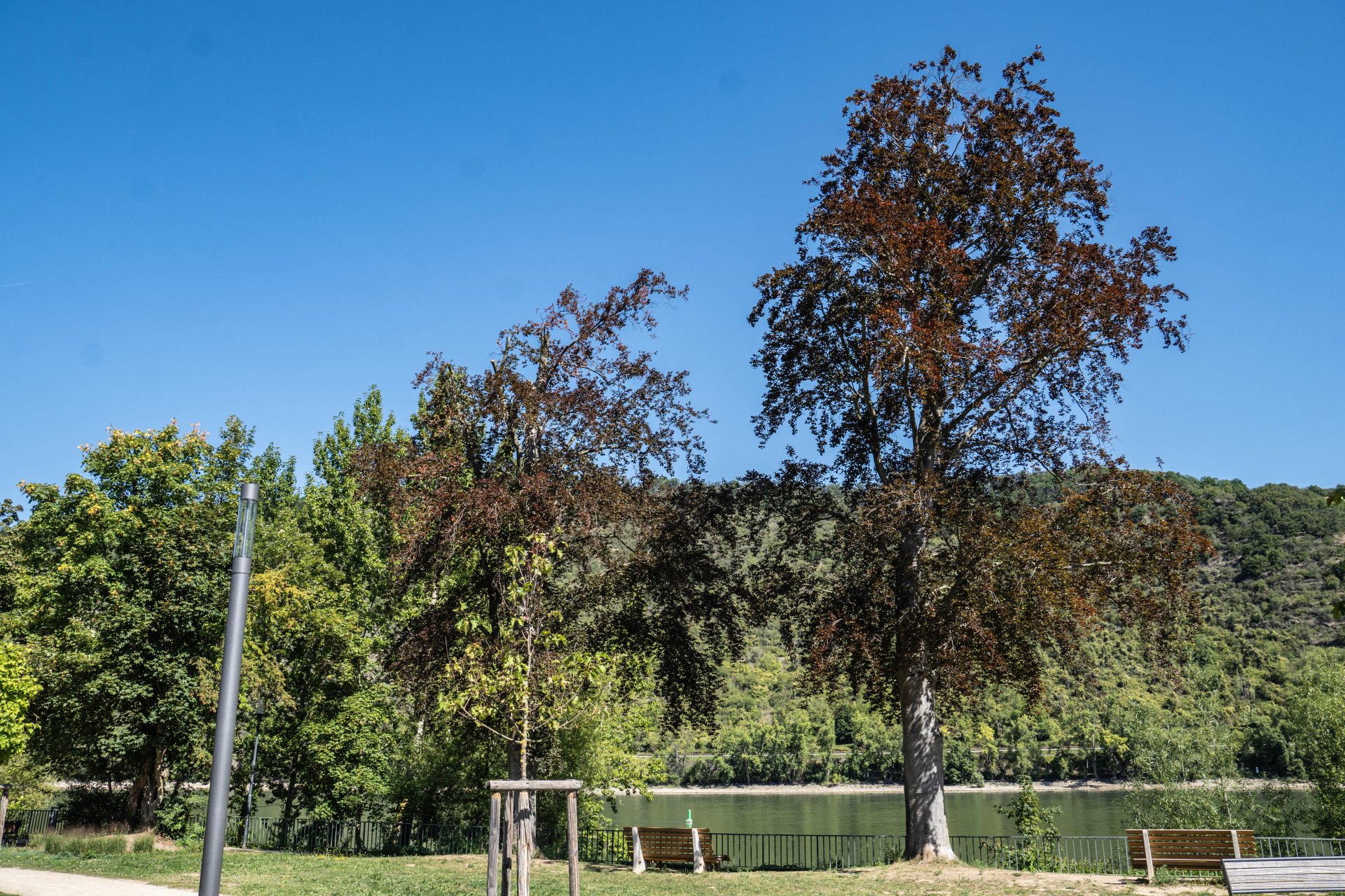Eine Buche (rechts) am Mehrgenerationenpark weist so starken Pilzbefall auf, dass sie nicht mehr standsicher ist und entfernt werden muss. 